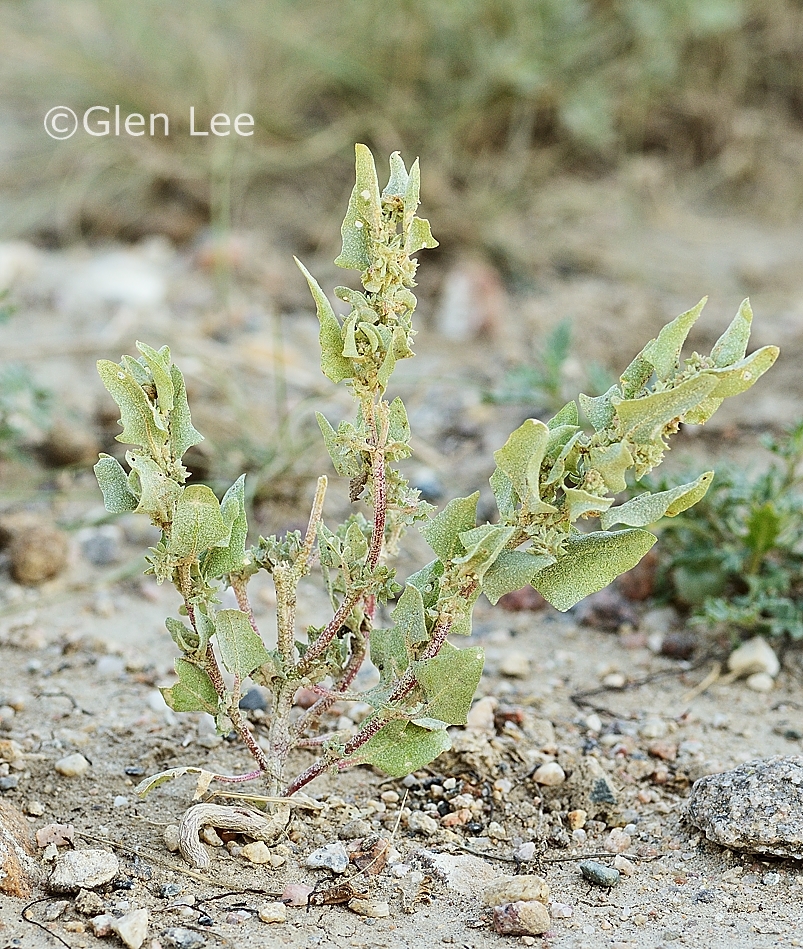 Atriplex argentea photos Saskatchewan Wildflowers